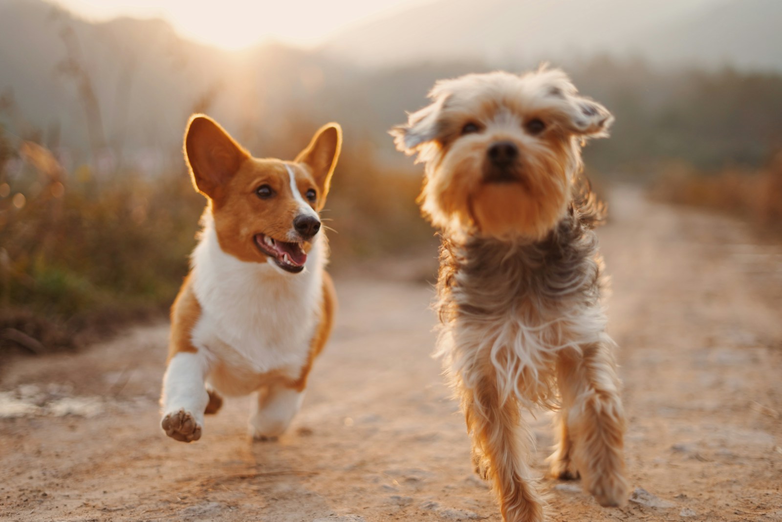 10 Best Dog-Friendly Parks Near Geelong for a Fun Day Out