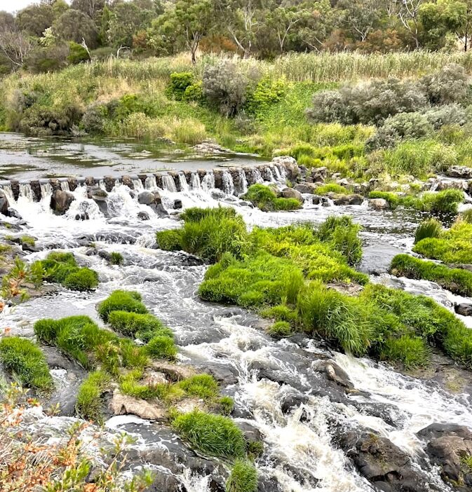 green grass and trees beside river during daytime